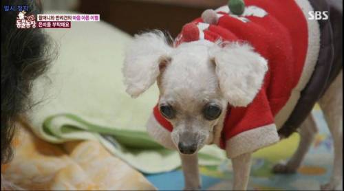 [스압] 14년을 함께한 반려견을 파양하는 이야기