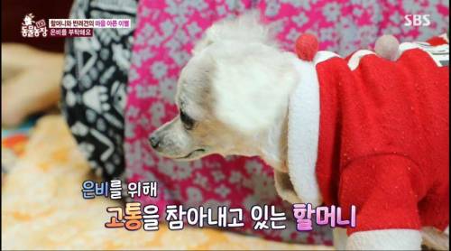 [스압] 14년을 함께한 반려견을 파양하는 이야기
