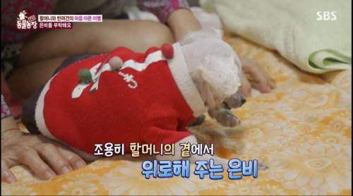 [스압] 14년을 함께한 반려견을 파양하는 이야기