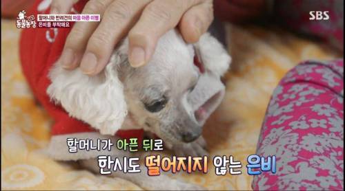 [스압] 14년을 함께한 반려견을 파양하는 이야기