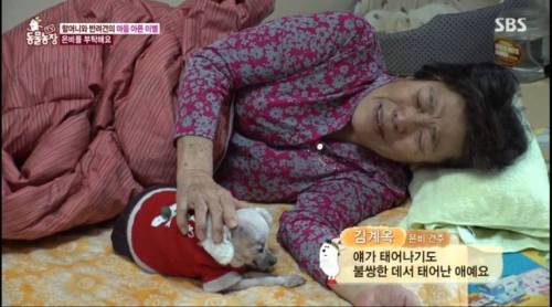[스압] 14년을 함께한 반려견을 파양하는 이야기
