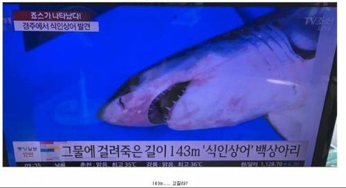 경주 앞바다에서 잡힌 143m짜리 상어 ? ?