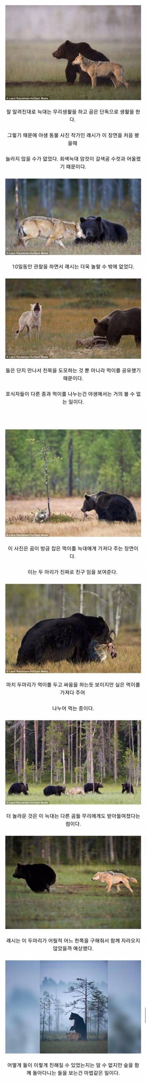 곰과 늑대의 동화같은 우정.jpg