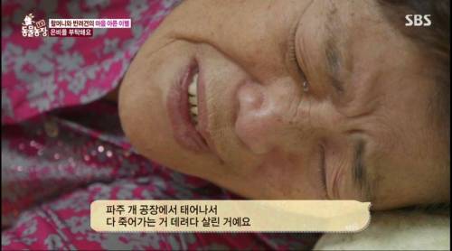 [스압] 14년을 함께한 반려견을 파양하는 이야기