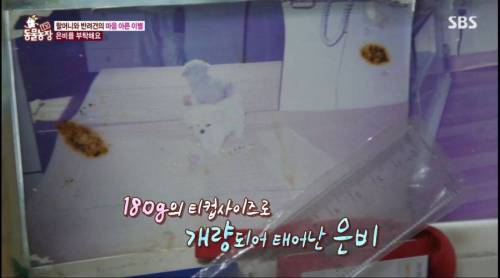[스압] 14년을 함께한 반려견을 파양하는 이야기