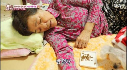 [스압] 14년을 함께한 반려견을 파양하는 이야기