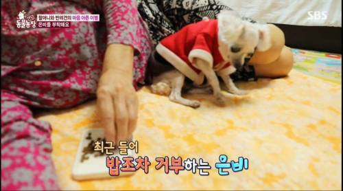 [스압] 14년을 함께한 반려견을 파양하는 이야기
