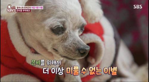 [스압] 14년을 함께한 반려견을 파양하는 이야기