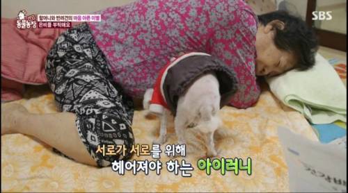 [스압] 14년을 함께한 반려견을 파양하는 이야기
