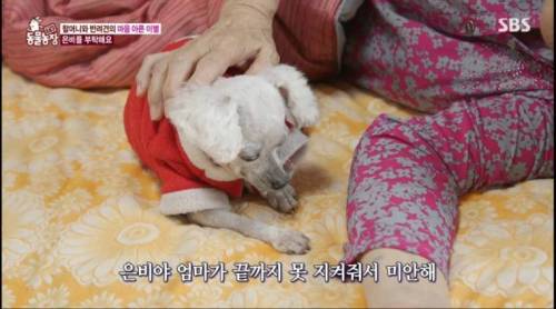 [스압] 14년을 함께한 반려견을 파양하는 이야기