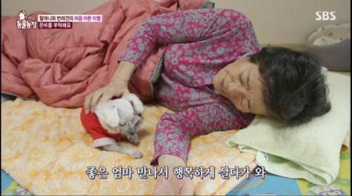 [스압] 14년을 함께한 반려견을 파양하는 이야기