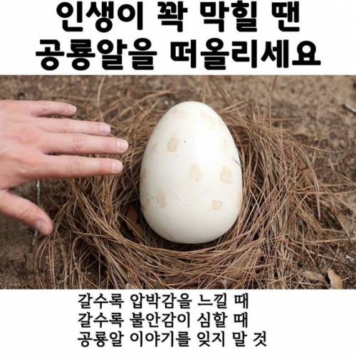 인생이 꽉막힐땐 공룡알을 떠올리세요