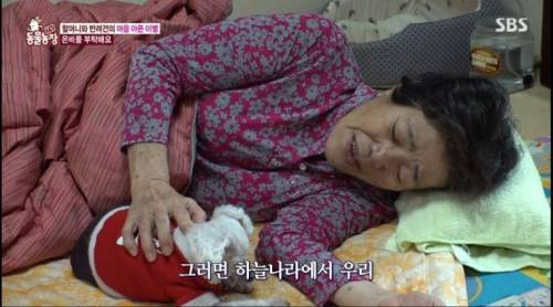 [스압] 14년을 함께한 반려견을 파양하는 이야기