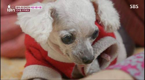 [스압] 14년을 함께한 반려견을 파양하는 이야기