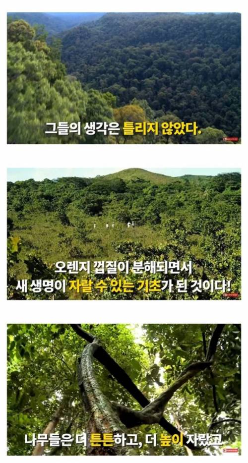 [스압] 황무지에 오렌지껍질 12000톤을 버린 결과.jpg