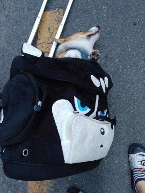 강아지 캐리어에 산책시키다가 자빠짐.jpg