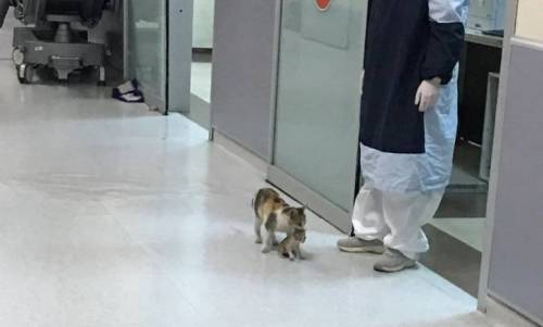 새끼 냥이를 물고 직접 병원을 찾은 어미고양이.jpg