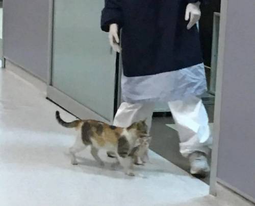 새끼 냥이를 물고 직접 병원을 찾은 어미고양이.jpg