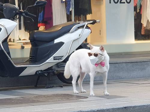 멍뭉이의 패션.jpg