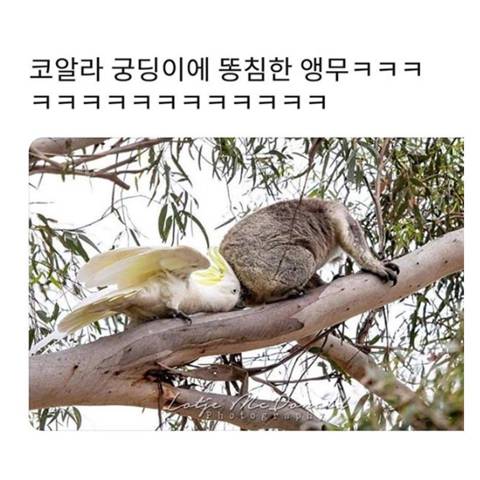 코알라 똥침하는 앵무새.jpg