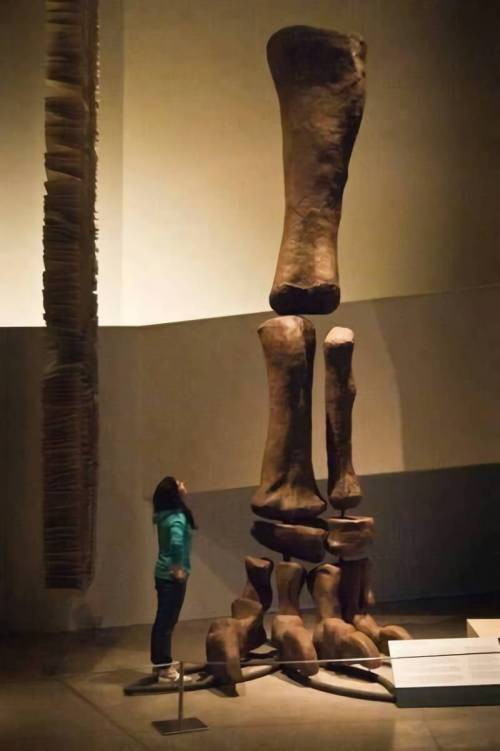 인류가 발견한 가장 큰 공룡.jpg