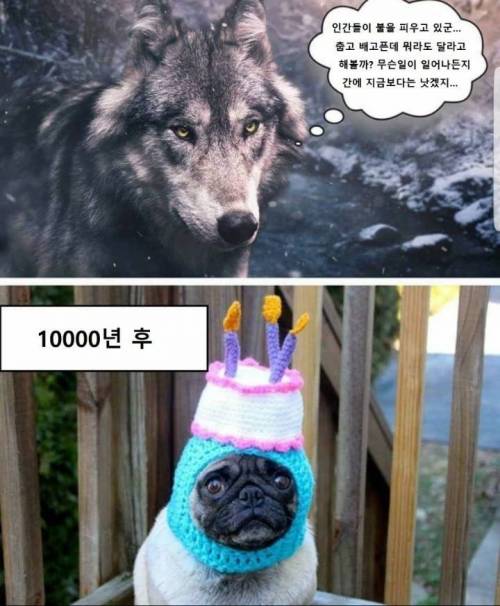 냉혹한 회색늑대의 최후.jpg