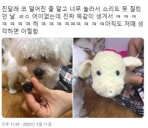 우리 집 강아지 코가 떨어졌어!!