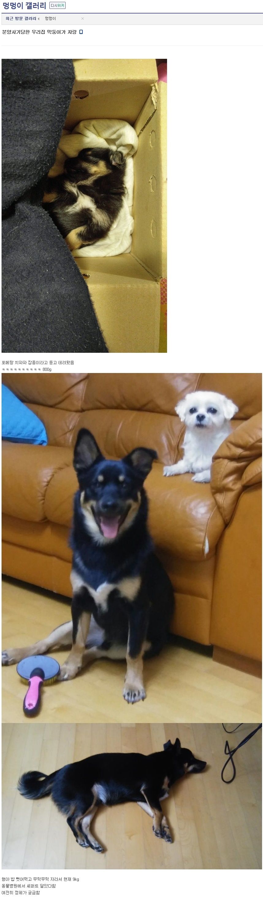 강아지 분양 사기 당한 멍멍이갤러.