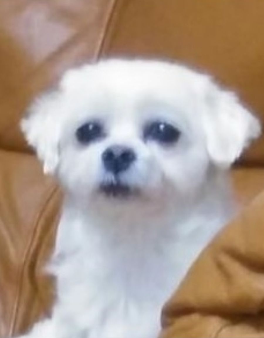 강아지 분양 사기 당한 멍멍이갤러.