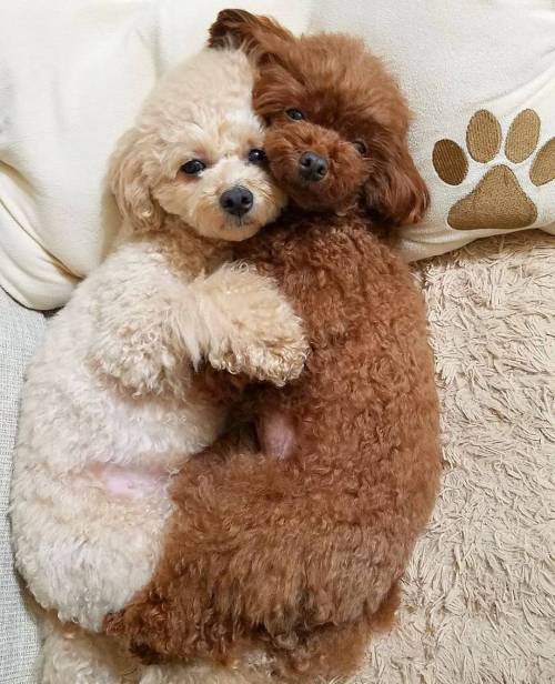 초코와 우유.jpg