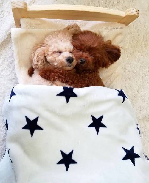 초코와 우유.jpg