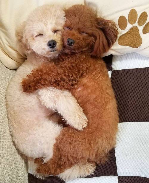 초코와 우유.jpg