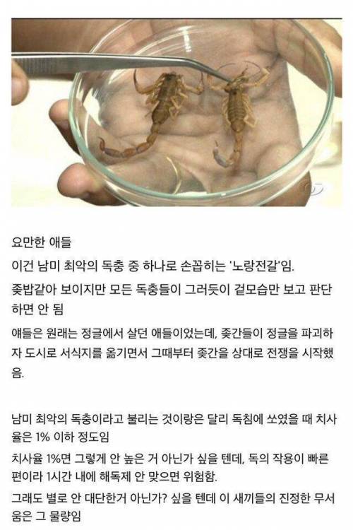 전갈과 전쟁중인 브라질