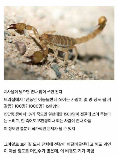 전갈과 전쟁중인 브라질