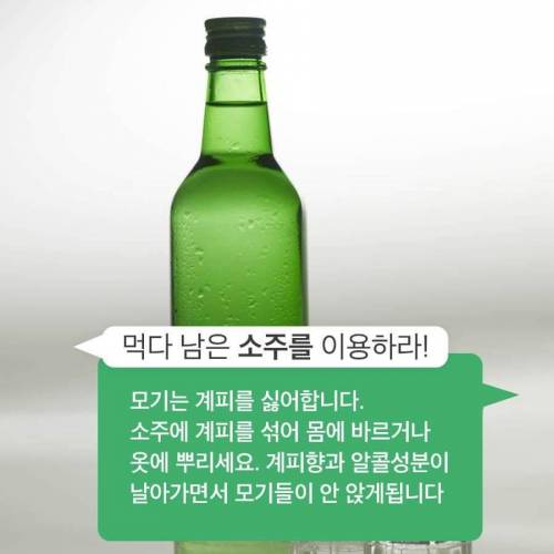 [스압] 30년간 모기연구하신 교수님의 모기피하기 꿀팁