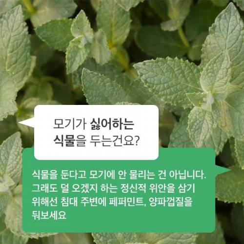 [스압] 30년간 모기연구하신 교수님의 모기피하기 꿀팁