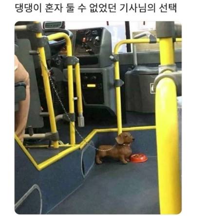 댕댕이 혼자 둘 수 없었던 버스 기사