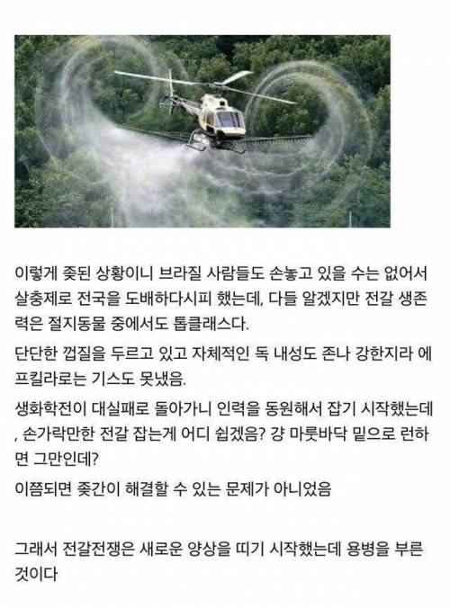 전갈과 전쟁중인 브라질