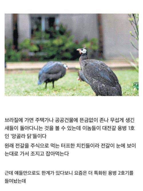 전갈과 전쟁중인 브라질