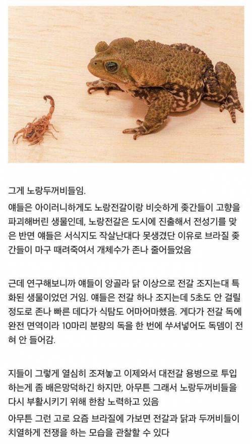 전갈과 전쟁중인 브라질