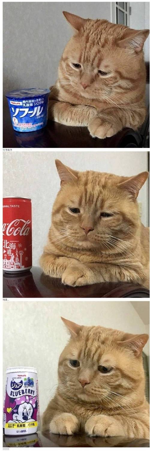 내 입맛 1도 모르는 집사