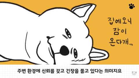 [스압] 강아지 수면 자세 이유.jpg