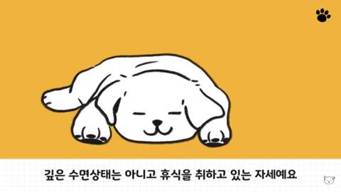 [스압] 강아지 수면 자세 이유.jpg