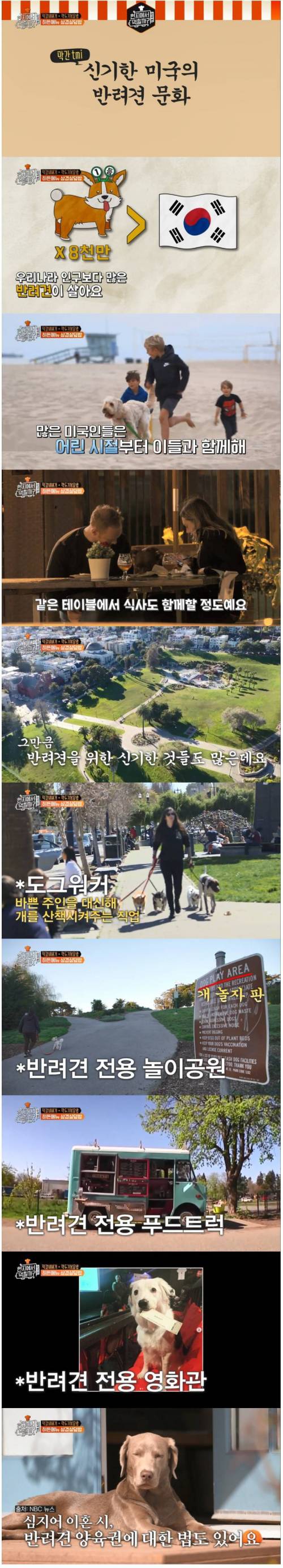 미국의 반려견 문화.jpg