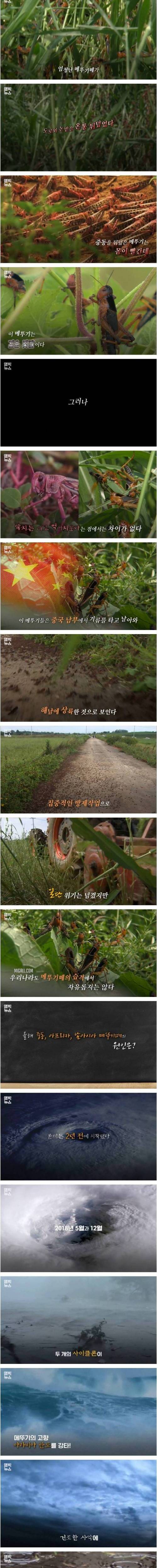 [스압] 두 대륙을 집어삼킬 듯 확산되는 최악의 곤충재앙.jpg