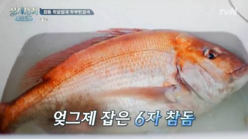[스압] 6자 참돔 한마리 식사량.jpg