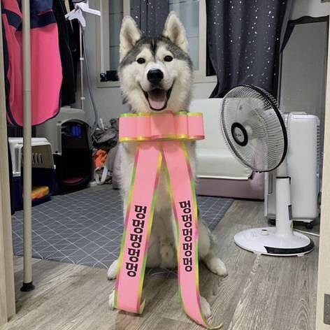 인간 화환.jpg