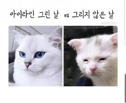 아이라인 그리는 이유.jpg