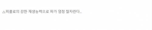 [스압] 파 박력있게 키우는 방법.jpg