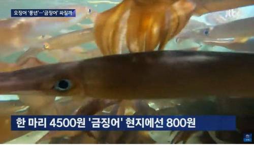 오징어 풍년인데 가격 안 내려가는 이유